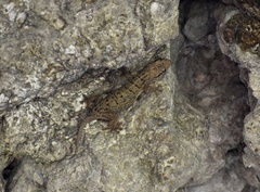 Tarentola americana