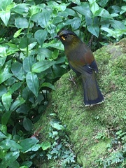 Liocichla steerii