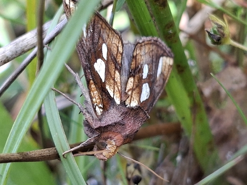 Gold Spot