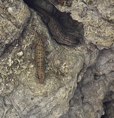Tarentola americana