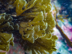 Zonaria aureomarginata