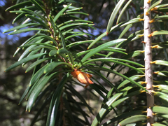 Abies bracteata