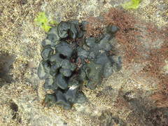 Codium convolutum