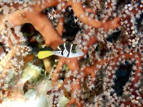 Paraluteres prionurus observed 2020-10-20