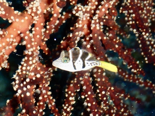 Paraluteres prionurus observed 2020-10-24