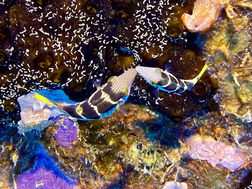 Paraluteres prionurus observed 2023-04-01