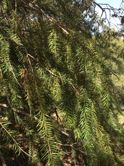 Abies bracteata