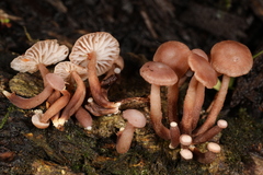 Marasmiellus praeacutus