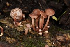 Marasmiellus praeacutus