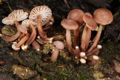 Marasmiellus praeacutus