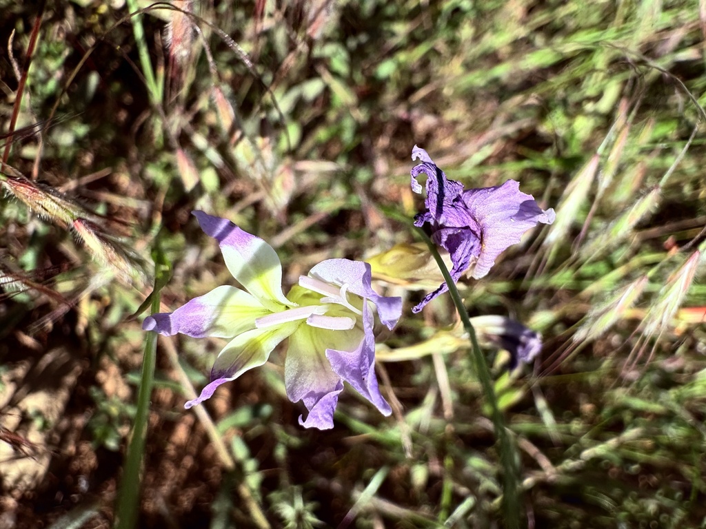 Gladiolus venustus; photograph (c) Christina, some rights reserved (CC BY)