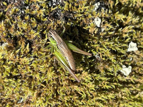Roesel's Bush-cricket