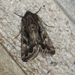 Ulolonche orbiculata