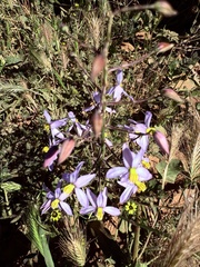 Cyanella hyacinthoides, photograph (c) Christina, some rights reserved (CC BY)