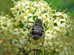 Trichiotinus texanus