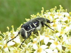 Trichiotinus texanus