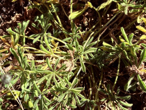 Oxalis carolina (Oxalis carolina)
