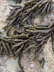 Splachnidium rugosum