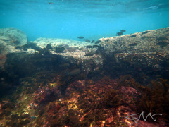 Girella elevata