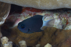 Pycnochromis margaritifer