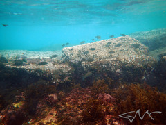 Girella elevata