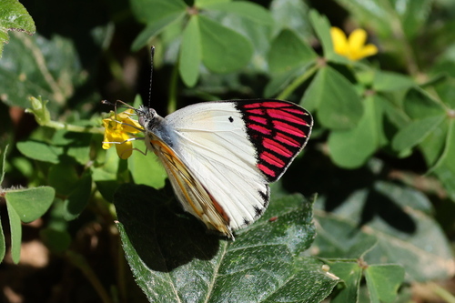Colotis celimene pholoe