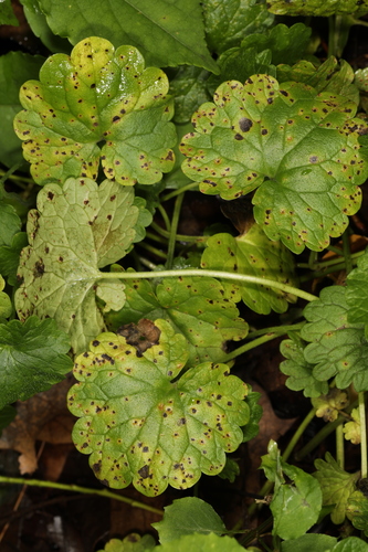 ground ivy rust