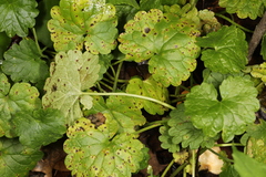 Puccinia glechomatis
