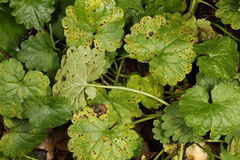Puccinia glechomatis
