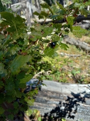 Ribes lacustre, photograph author not stated, no rights reserved