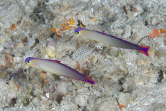 Nemateleotris decora