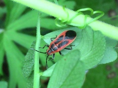 Arocatus melanostoma