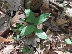 Smilax tamnoides