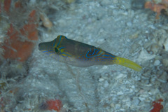 Canthigaster epilampra