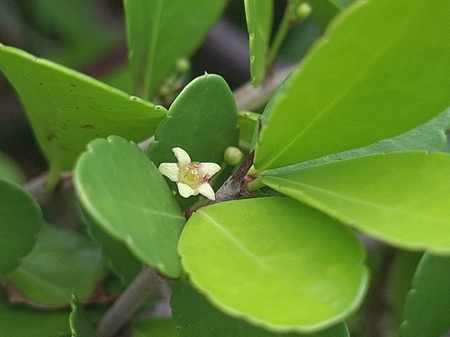 Gymnosporia diversifolia