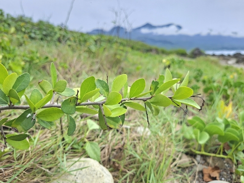 Gymnosporia diversifolia, photograph 1