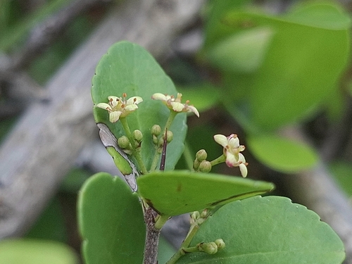 Gymnosporia diversifolia, photograph 2
