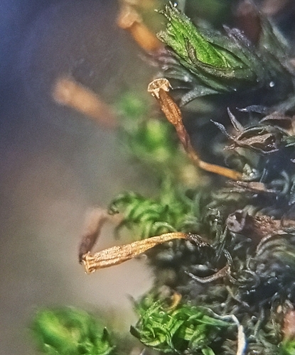 Ulota crispula observed 2026-07-21