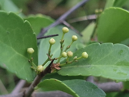 Gymnosporia diversifolia, photograph 3