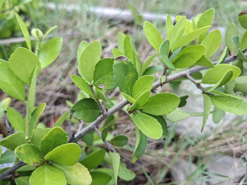 Gymnosporia diversifolia, photograph 4