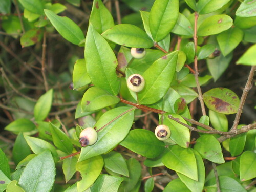 Myrtus communis