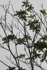 Verticillium dahliae