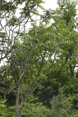 Verticillium dahliae