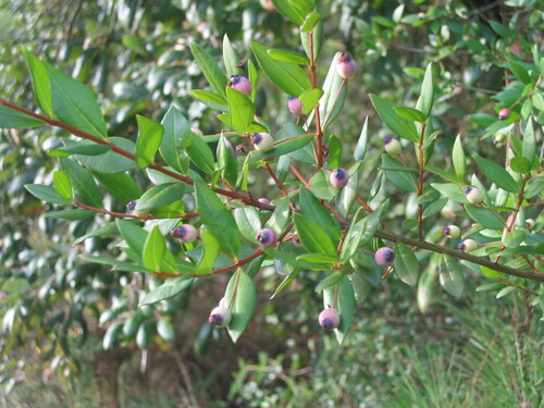 Myrtus communis