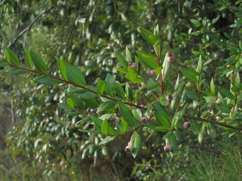 Myrtus communis