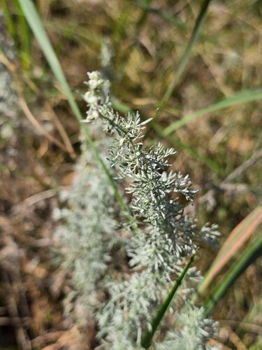 Artemisia austriaca, photograph 6