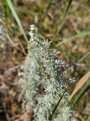 Artemisia austriaca, photograph (c) Сергей Голубев, some rights reserved (CC BY)