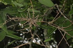 Podosphaera phytoptophila
