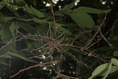 Podosphaera phytoptophila