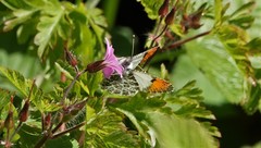 Anthocharis julia flora